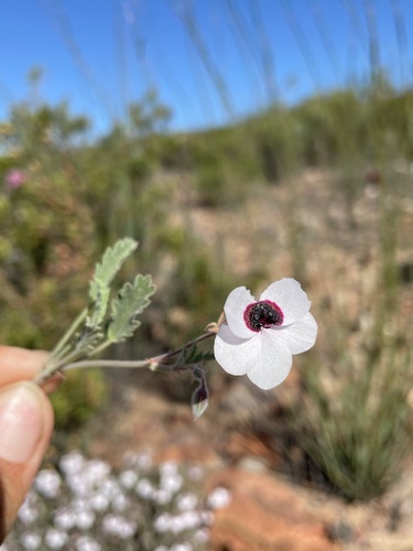 Image of Pelargonium tricolor by (c) Matt Berger, some rights reserved (CC BY)