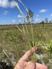 Andropogon cumulicola