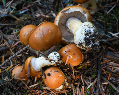 Cortinarius callimorphus