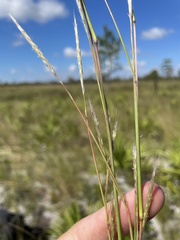 Andropogon cumulicola