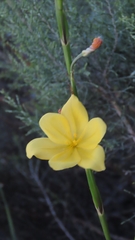 Moraea lewisiae