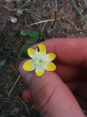 Platystemon californicus