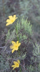 Moraea lewisiae