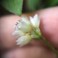 Persicaria pilushanensis