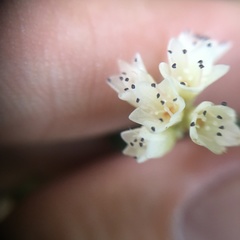 Persicaria pilushanensis