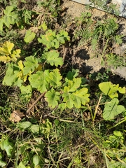 Heracleum sosnowskyi