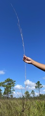 Andropogon cumulicola