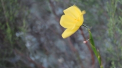 Moraea lewisiae