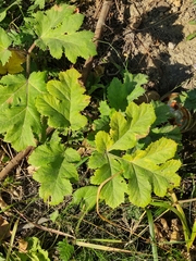 Heracleum sosnowskyi