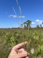 Andropogon cumulicola