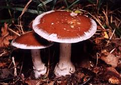 Cortinarius praestans