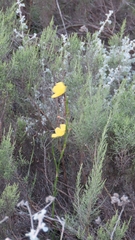 Moraea lewisiae