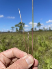 Andropogon cumulicola