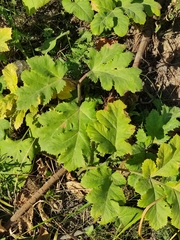 Heracleum sosnowskyi