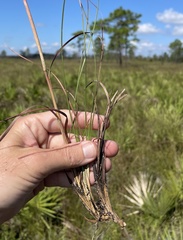 Andropogon cumulicola
