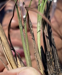 Andropogon cumulicola