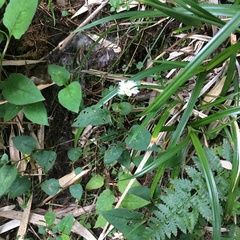 Persicaria pilushanensis