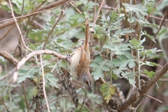 Prinia rufescens