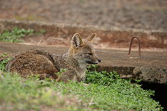 Lycalopex vetulus