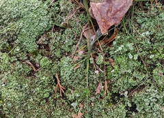 Cladonia asahinae
