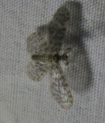 Nallachius americanus