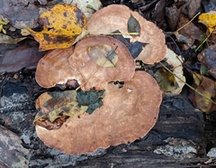 Mycorrhaphium adustum