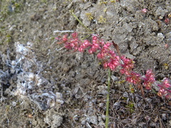 Rumex ucranicus
