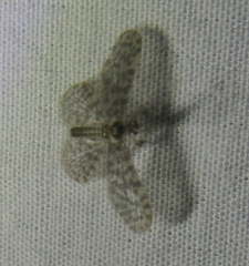 Nallachius americanus