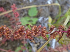 Rumex ucranicus