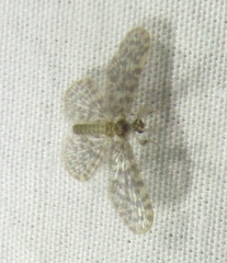 Nallachius americanus