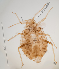 Chaitophorus macrostachyae