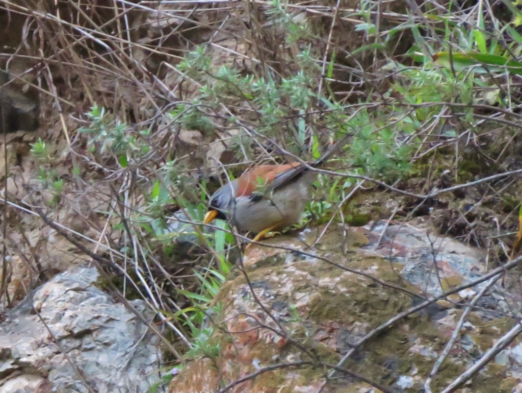 Great Inca-finch