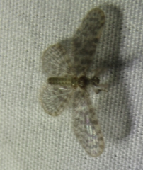 Nallachius americanus