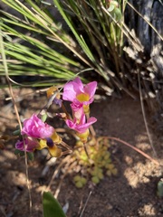 Oxalis inaequalis