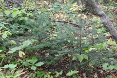 Abies holophylla