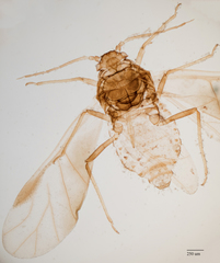 Chaitophorus macrostachyae