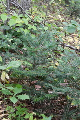 Abies holophylla