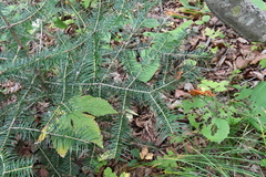 Abies holophylla