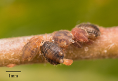 Chaitophorus macrostachyae