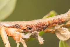 Chaitophorus macrostachyae