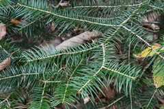 Abies holophylla
