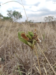 Handroanthus coronatus