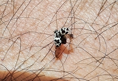 Psyllobora picta