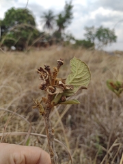 Handroanthus coronatus
