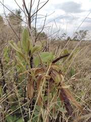 Handroanthus coronatus