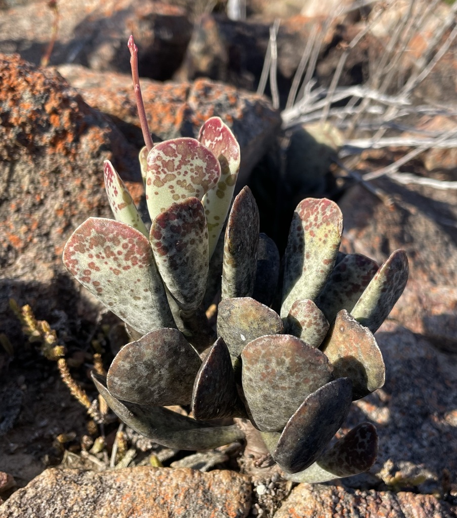 Adromischus triflorus, Eden, Western Cape, South Africa