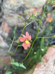 Nemesia pageae