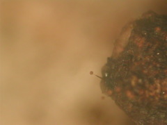 Clastoderma debaryanum