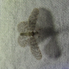 Nallachius americanus