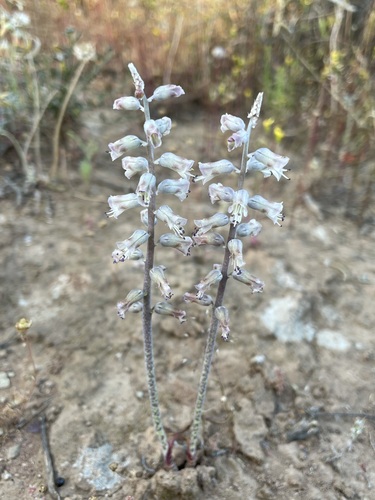 Blotch Viooltjie (Lachenalia judithiae)